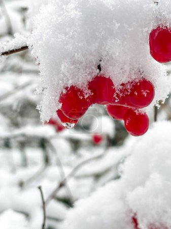 Foto de Red berries on tree branches under a white cover of snow in winter. - Imagen libre de derechos