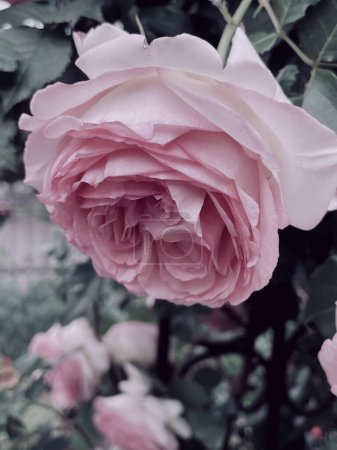 Foto de Rosas con flores de jardín en un estilo vintage. Verano 2023 - Imagen libre de derechos