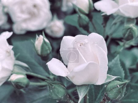 Foto de Rosas con flores de jardín en un estilo vintage. Verano 2023 - Imagen libre de derechos