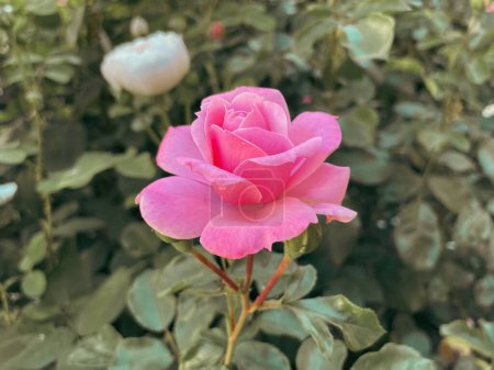 Foto de Flores de rosas en el jardín - Imagen libre de derechos