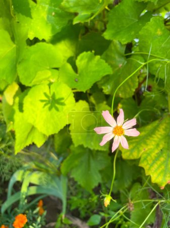 Foto de Flores en el jardín en un día soleado - Imagen libre de derechos