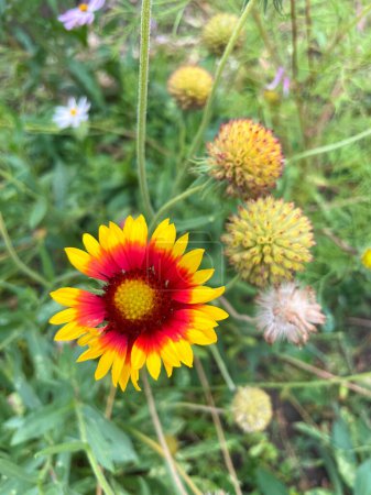 Foto de Flores en el jardín en un día soleado - Imagen libre de derechos
