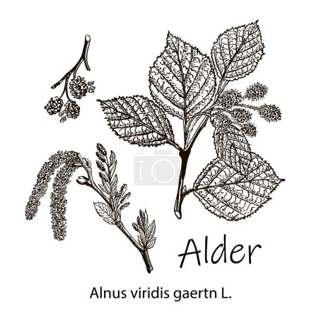 Alder. Vector leaves, flowers and fruits of the alder. Detailed botanical illustration for your design. Vector images of medicinal plants. Healthy lifestyle.