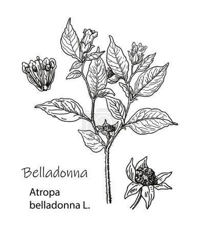 Téléchargez les illustrations : Illustration vectorielle botanique de Belladonna. Croquis dessiné à la main d'une plante toxique - Atropa belladonna. Dangereuses belles fleurs - en licence libre de droit
