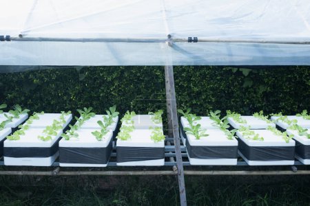 Foto de Hortalizas hidropónicas en cajas de espuma, verduras orgánicas, ideas para usar materiales de desecho para crear beneficios. - Imagen libre de derechos