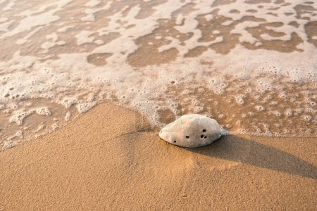 Foto de Una pieza de coral en la playa de arena frente al mar - Imagen libre de derechos