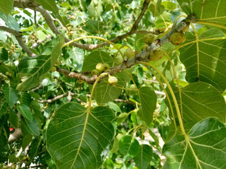 Photo for Ficus religiosa  OR PEEPAL TREE LEAF AND FRUIT - Royalty Free Image