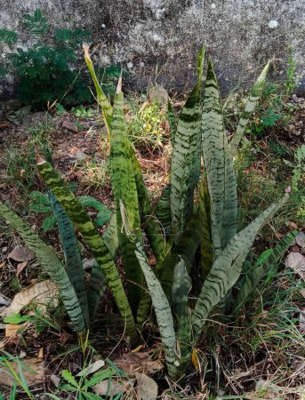 Photo for Snake plant or Dracaena trifasciata outdoor plant - Royalty Free Image