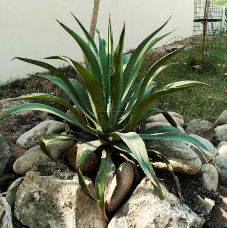 agave salmiana or  Pulque Agave plant at outdoo