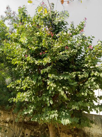Photo for Medicinal bidi leaf tree or Bauhinia racemosa or kathmuli tree - Royalty Free Image