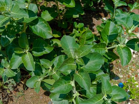 Photo for Ayurvedic  herb ashwagandha plant  or Withania somnifera - Royalty Free Image