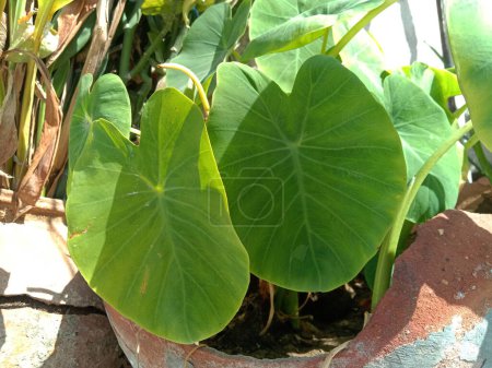 Photo for Arbi leaves or taro  orColocasia esculenta plant in po - Royalty Free Image