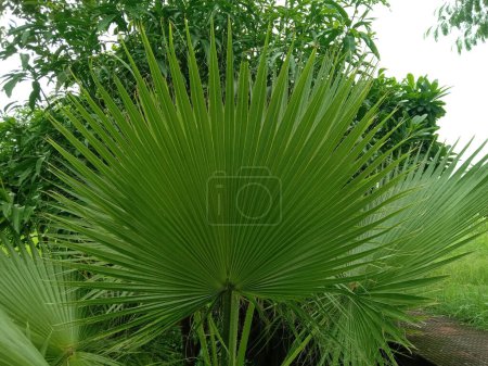 Photo for Artificial decorative fan Palm Leavesor Livistona chinensi - Royalty Free Image