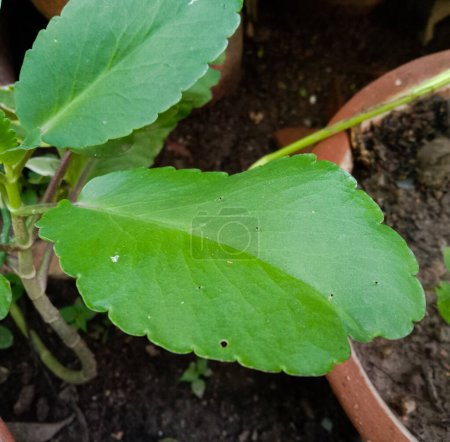 Photo for Medicinal herbal patharchatta or Kalanchoe pinnata plant leaves - Royalty Free Image