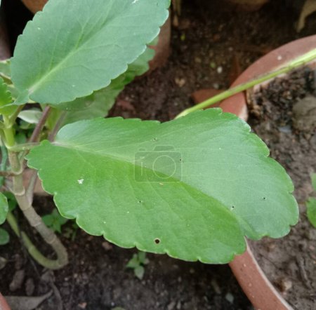 Photo for Medicinal herbal patharchatta or Kalanchoe pinnata plant leaf - Royalty Free Image