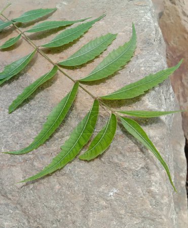Photo for Neem leaves or Azadirachta indica  on the stone - Royalty Free Image