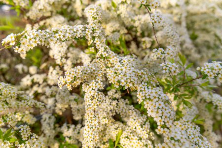 blühender weißer Strauch spiraea thunbergii in einem Garten im Frühling