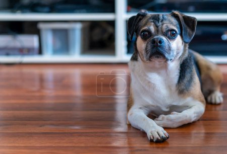 ein tuckernder Hund im Wohnzimmer mit niedlichem Blick