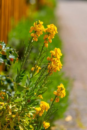 blooming golden varnish erysimum cheiri in spring in selective focus