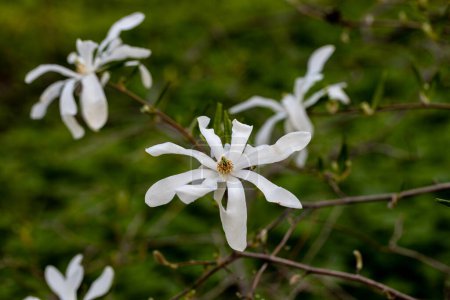 Magnolia kwitnie wczesną wiosną w Ogrodzie Botanicznym Moskiewskiego Państwowego Uniwersytetu Aptekarskiego. Wysokiej jakości zdjęcie