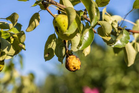 Photo for Pear fruits affected by apple scab Venturia inaequalis. Problems with the garden. High quality photo - Royalty Free Image