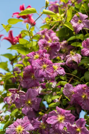 Photo for Clematis Princess Diana and Mazurek in bloom. High quality photo - Royalty Free Image
