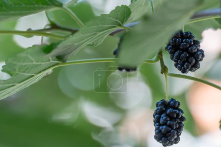 Photo for Black mulberry berries growing on branch with leaves. Ripe fruit mulberry tree in the garden. Gather harvest of juicy berry morus of family moraceae. Sweet organic food on green background in orchard. - Royalty Free Image