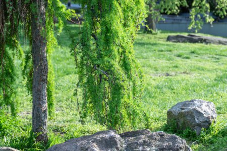Téléchargez les photos : Arbre à conifères de mélèze japonais qui pleure dans le parc printanier. Larix kaempferi à feuilles caduques avec branches tombantes et aiguilles vert tendre. Modrina finement écailleux de la famille des pins. Aménagement paysager et jardin - en image libre de droit
