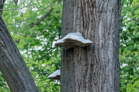Photo for Large parasitic mushroom tinder fungus grows on trunk. True polypore causes white rot on deciduous tree. Fomes fomentarius destroys wood and cracks in bark. Inedible devil's hooves or ice man fungus. - Royalty Free Image