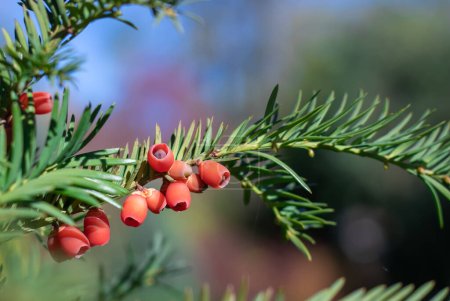 Bunches of ripe red berry yew in autumn garden. Taxus baccata fruits poisonous and inedible. Ornamental plant used in hedges. Yew european is conifer shrub. Material for making arc and arrows.