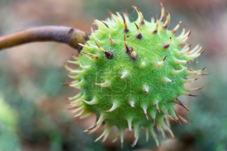 Photo for Spiky chestnut in green skin close up. Fruit tricuspid spiny capsule inside which nutshaped seeds. Horse chestnut or aesculus is genus of sapindaceae family. Auburn fruit of deciduous tree in october. - Royalty Free Image