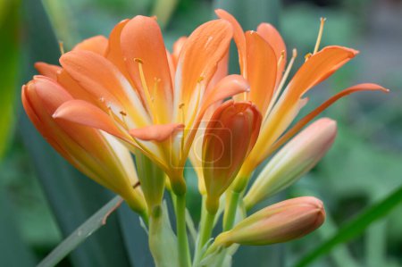 Bright orange flower of clivia miniata blooming close-up. Tropical plant of the family amaryllidaceae. Beautiful bud of natal lily or bush kaffir lily blossom in garden. Horticulture and floriculture.