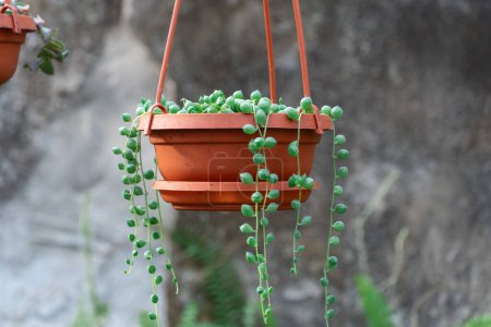 Green round leaves of curio rowleyanus growth in terracotta pot. String of pearls houseplant with ball spherical leaf. Senecio rowleyanus family asteraceae perennial succulent with trailing stems.