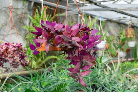 Purple leaves of tradescantia zebrina growth in flower pot. Wandering jew or wandering dude of houseplant and ground cover. Herbaceous perennial flowers trailing and variegated foliage. Inch plant.