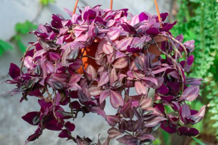 Violette Blätter von Tradescantia zebrina wachsen im Blumentopf. Wandernder Jude oder wandernder Typ von Zimmerpflanze und Bodendecker. Krautige mehrjährige Blüten und buntes Laub. Inch-Anlage.