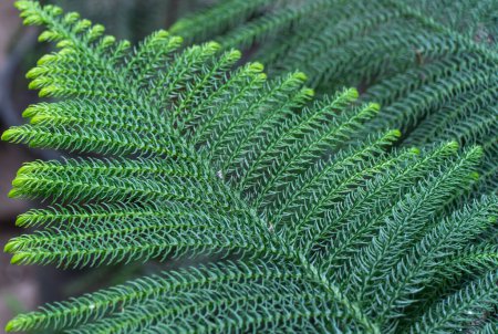 Téléchargez les photos : Branche verte araucaria columnaris de plantes tropicales en serre. Arbre à feuilles persistantes de conifères de pin cuisinier ou d'araucaria de récif corallien ou de pin de Nouvelle-Calédonie en serre. Cette espèce des millions d'années. - en image libre de droit