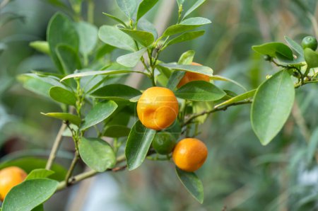 Small fruit citrus kumquat on tree in garden close-up. Ornamental houseplant fortunella japonica in glasshouse. Golden orange with an edible sweet rind and acid pulp. Asian shrub fortunella margarita.