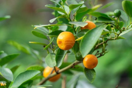 Small fruit citrus kumquat on tree in garden close-up. Ornamental houseplant fortunella japonica in glasshouse. Golden orange with an edible sweet rind and acid pulp. Asian shrub fortunella margarita.