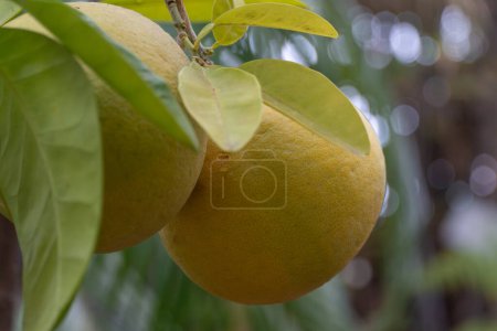 Large fruit pomelo on tree in garden close-up. Ornamental houseplant citrus maxima in glasshouse. Plant with thick yellow skin and bitter pulp. Harvest of ripe tropical pomelo in organic orchard.