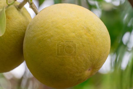 Large fruit pomelo on tree in garden close-up. Ornamental houseplant citrus maxima in glasshouse. Plant with thick yellow skin and bitter pulp. Harvest of ripe tropical pomelo in organic orchard.
