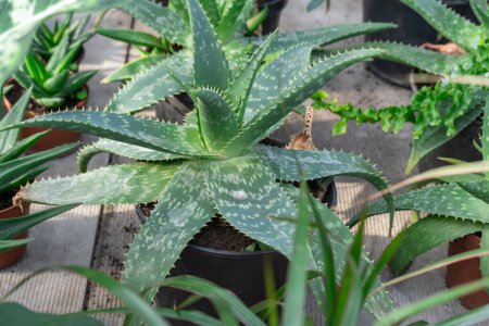 Die grüne Sämling-Aloe Vera Sukkulente wächst im Gewächshaus. Aloe barbadensis im Hausgarten neu pflanzen. Beliebte Zimmerpflanze im Topf. Wird in der Medizin und Kosmetik verwendet. Liliengewächse Familie Asphodelaceae.