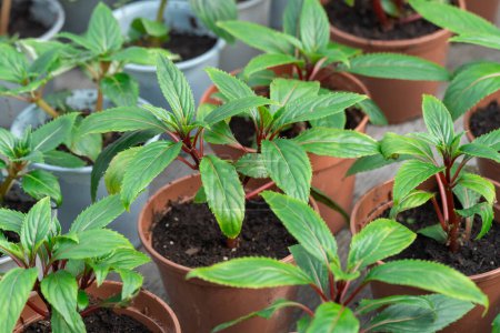 Seedling flower impatiens balsamina newguinea cultivation in flowerpots glasshouse. Cuttings of busy lizzie on green row plants. Grow touch-me-not or spotted snapweed in greenhouse. Garden balsam rose