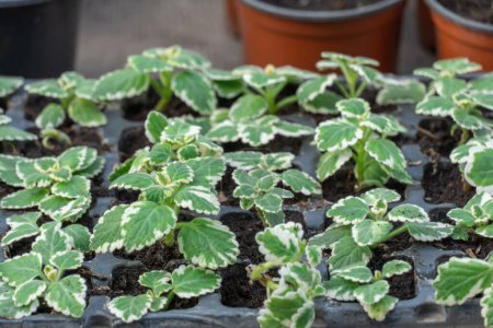 Seedling flower coleus amboinicus variegatus in flowerpots in glasshouse. Cuttings of plectranthus amboinicus on row plants with white-green leaves. Indian borage or cuban oregano in greenhouse.