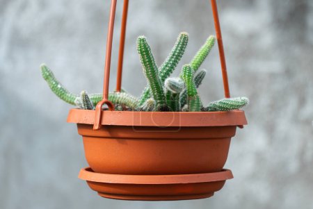 Les jeunes pousses de cactus de queue de rat pendent dans le pot de fleurs en pépinière-jardin. Aporocactus flagelliformis ou disocactus flagelliformis en pot suspendu en serre. Cactacées de la famille des semis verts en serre.