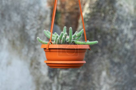 Les jeunes pousses de cactus de queue de rat pendent dans le pot de fleurs en pépinière-jardin. Aporocactus flagelliformis ou disocactus flagelliformis en pot suspendu en serre. Cactacées de la famille des semis verts en serre.