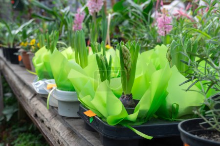 Sämling Hyazinthe Zwiebelpflanzen wächst im kommerziellen Gewächshaus. Die Familie der Kerzenblumen-Spargelgewächse im Gewächshausgarten neu zu pflanzen. Hyacinthus orientalis im Blumentopf. Garten- und Blumenbau
