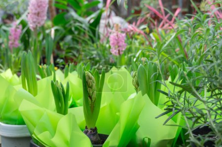 Plántulas plantas bulbosas jacinto crece en invernadero comercial. Replantación de velas familia de las asparagáceas en la jardinería de invernadero. Hyacinthus orientalis en maceta. Horticultura y floricultura