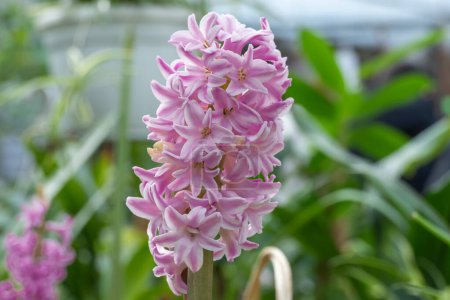 Seedling hyacinth bulbous plants grows in commercial glasshouse. Replanting candle flower asparagaceae family in greenhouse gardening. Hyacinthus orientalis in flowerpot. Horticulture and floriculture