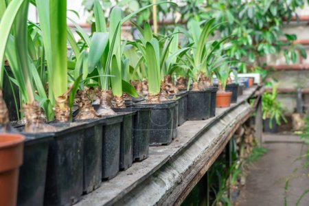 Seedling hyacinth bulbous plants grows in commercial glasshouse. Replanting candle flower asparagaceae family in greenhouse gardening. Hyacinthus orientalis in flowerpot. Horticulture and floriculture