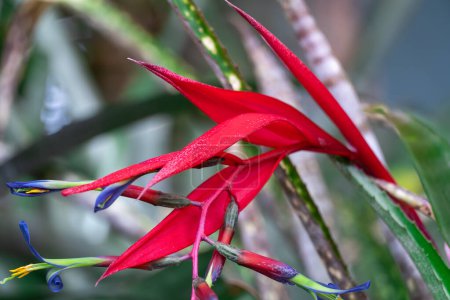 Fleur rouge de billbergia nutans fleurissent en serre gros plan. Plantes exotiques tropicales pendantes ou tombantes. Les larmes roses de la famille des broméliacées poussent en serre. Horticulture et floriculture.